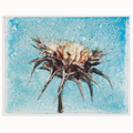 Molly Segal, "Flowers For Difficult Women, Lottie"